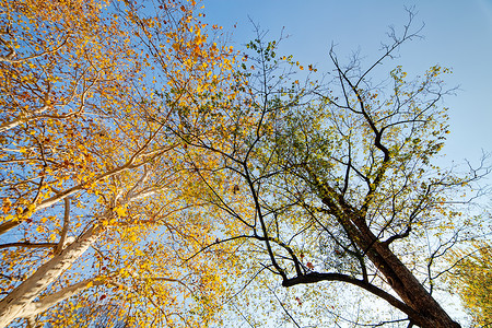 落叶的树图片