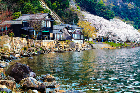 东京美丽的樱花花海高清图片