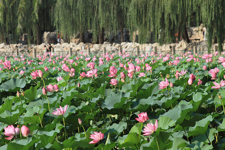 北京Beihai公园夏季图片