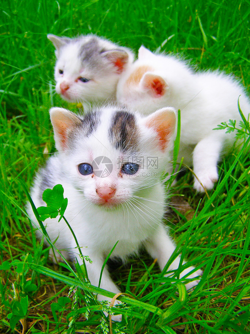 一群三只小猫坐在草地上图片