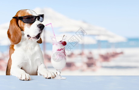 墨镜里可爱的狗在沙滩上图片