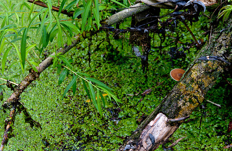 落叶树的桩和树干上的蘑菇图片