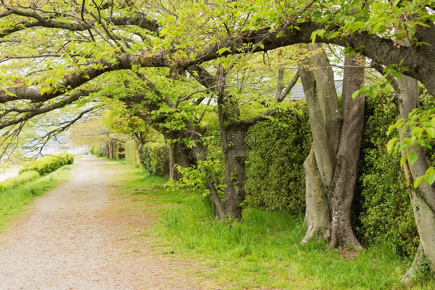 日本京都Kamogawa附近的春樱树小径旁图片