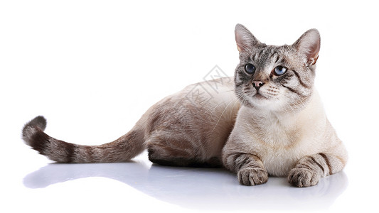 条纹蓝眼睛猫的肖像条纹猫条纹不是纯种小猫小型图片