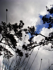 云中的草和树图片