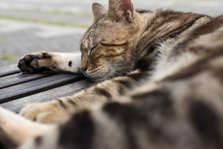 侯硐猫村的虎斑猫躺在椅子上睡觉图片