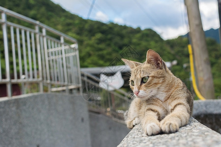 虎斑猫躺在侯硐猫村的石墙上图片