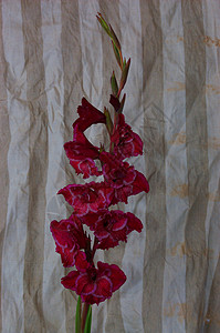 Gladiolus花前的花朵一条纹白背景图片