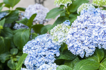 大自然中的蓝色花朵图片