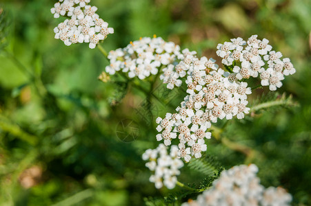 白野花背景图片