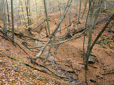 森林秋天有沟壑的落叶林图片