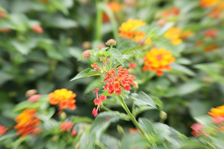 鲜花模糊背景图片