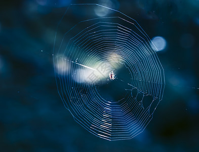 蜘蛛网中间的蓝光图片