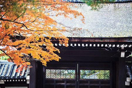 日本红枫秋天日本京都的红叶树图片