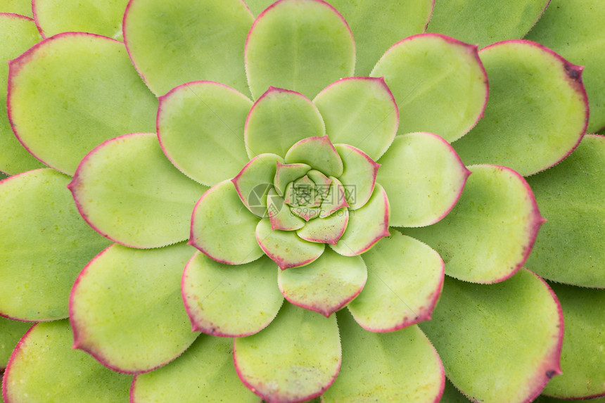 长生植物的宏观图片