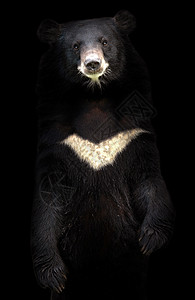 站在黑暗中的亚洲黑熊图片