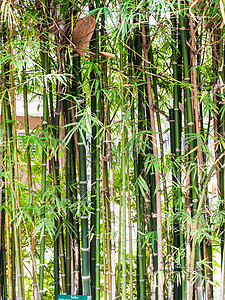 大自然中的竹子图片