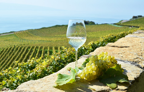 葡萄酒和葡萄瑞士拉沃图片
