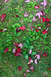 绿草上的红色加拿大枫叶图片
