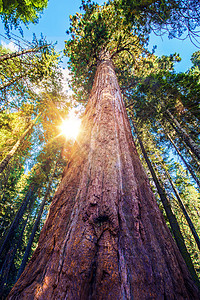 美国加利福尼亚州Sequia公园森林中部的EpicSequeiaPl图片
