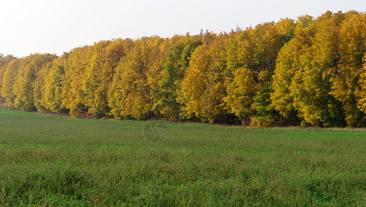 与绿色麦田和黄色森林的秋天风景图片