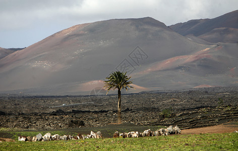 大西洋班牙加那利群岛兰萨罗特岛上的火山图片