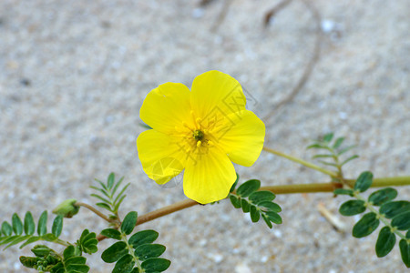 黄色花朵TribululsTerrestris图片