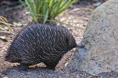 EchidnaAustralian地方图片