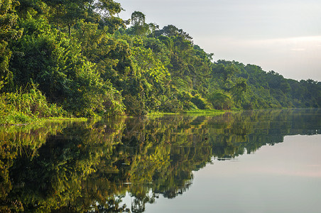 亚马逊雨林中的河流秘鲁南美洲图片