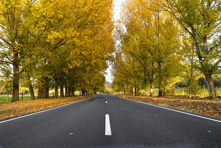 有秋天杨树的偏僻的路背景图片