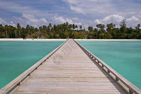 马尔代夫海中一个热带小岛的木图片