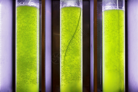 藻类燃料或藻类生物燃料是化石燃料的替代品图片