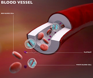 血容器动脉血管静脉红底本图片