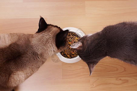 两只猫从同一碗干猫食中吃高角背景图片