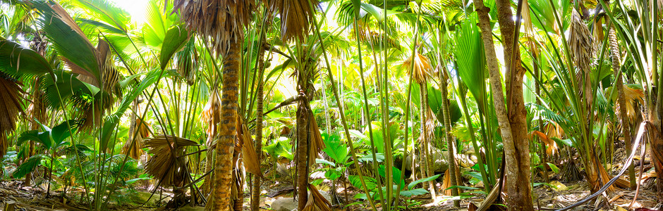 热带雨林全景塞图片