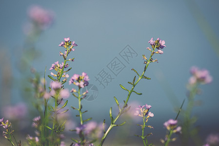 美丽的脱焦背景与鲜花的模糊背景花岗艺术设计以回溯风格图片