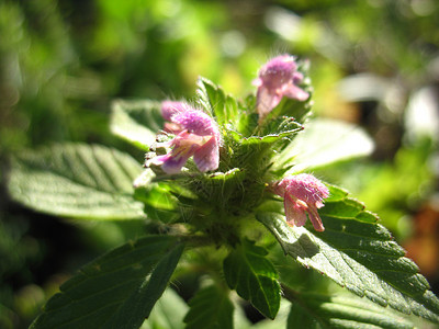 有粉红色的花和绿草图片