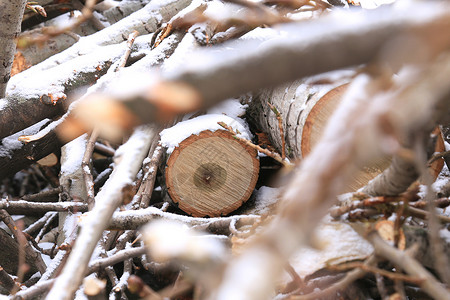 许多锯木原和雪中的小树枝背景图片