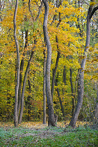 树木弯曲木背景黄色叶子绿草图片