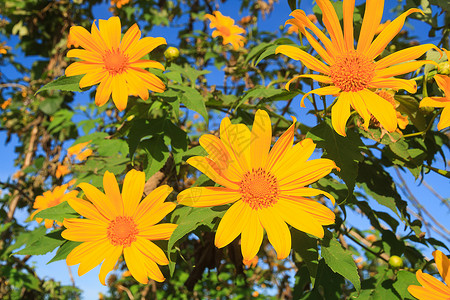 MexicanfloweronMaeuKho山上图片