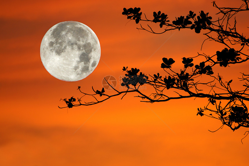 橙色背景和大月亮上的树枝图片