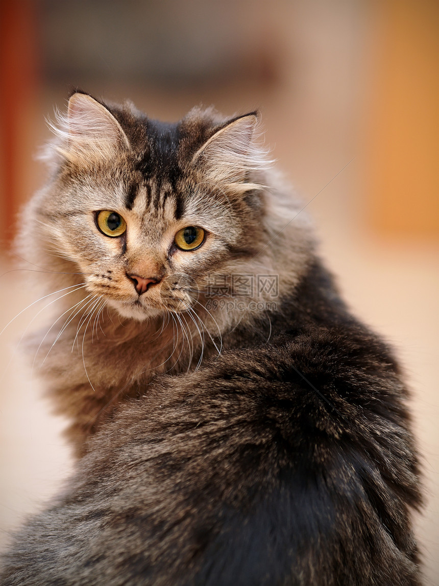 一条纹毛猫的肖像图片