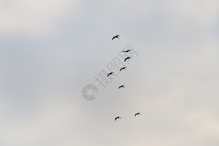 冬天空中的鸟儿与白云图片