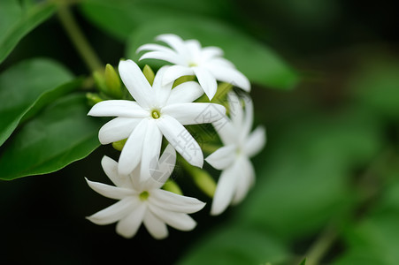白色桑帕吉塔茉莉花或阿拉伯茉莉花组图片