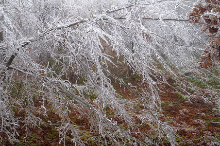 寒冷和雾树枝结冰图片