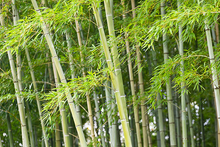 日本京都深绿色森林上的竹树干图片
