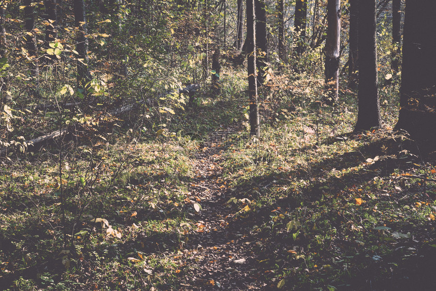乡村树林中的秋色旅游小径复古复图片