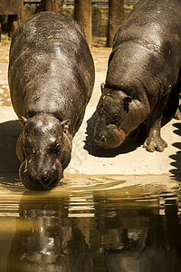 动物园中濒危的俾格米河马PygmyHippopota图片