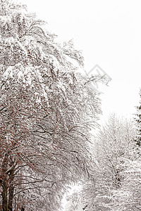 冬天冻树和雪地路图片