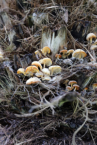 生长在枯树木材上的野生蘑菇图片